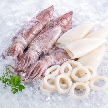 Squid