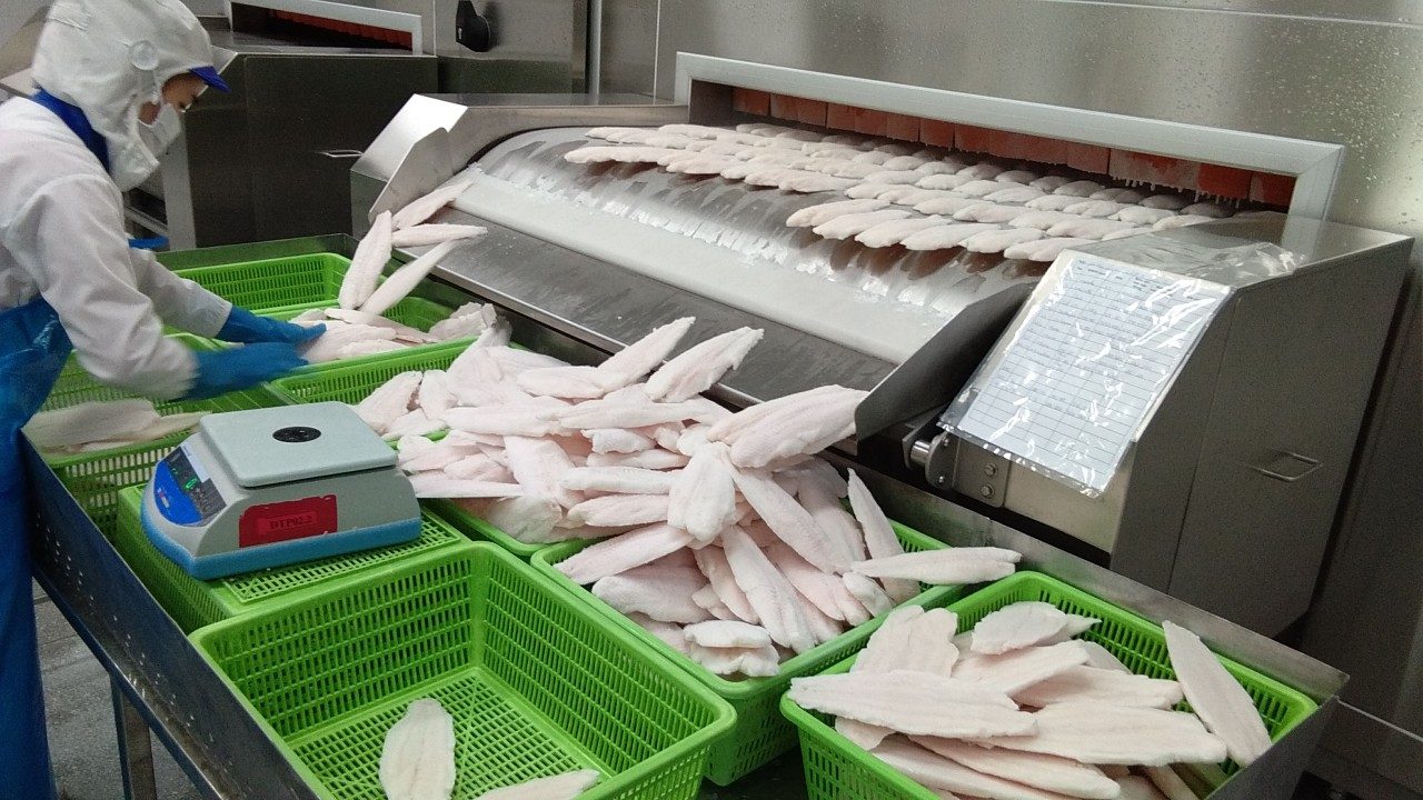 Fish fillets loaded onto a GLORY steel belt IQF freezer