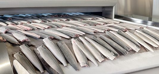 Fish fillets on a stainless steel freezing belt