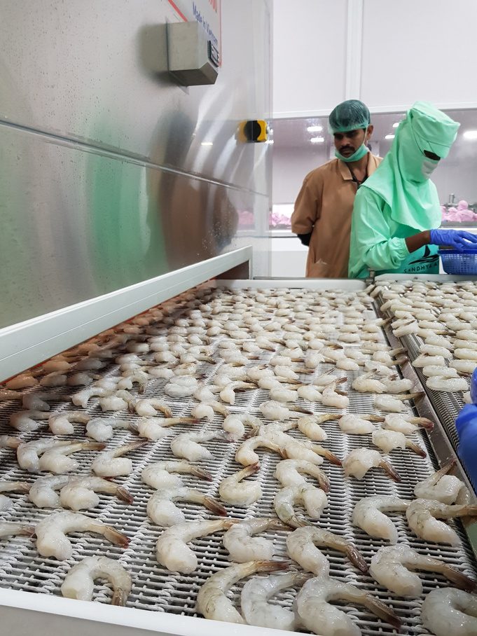 Shrimp loaded on a compact IQF freezer belt